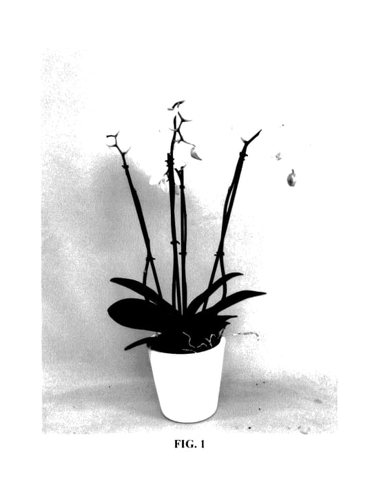 Figure 1 of US plant patent PP28183, the photograph of PHALDEMCEP printed in the patent.
