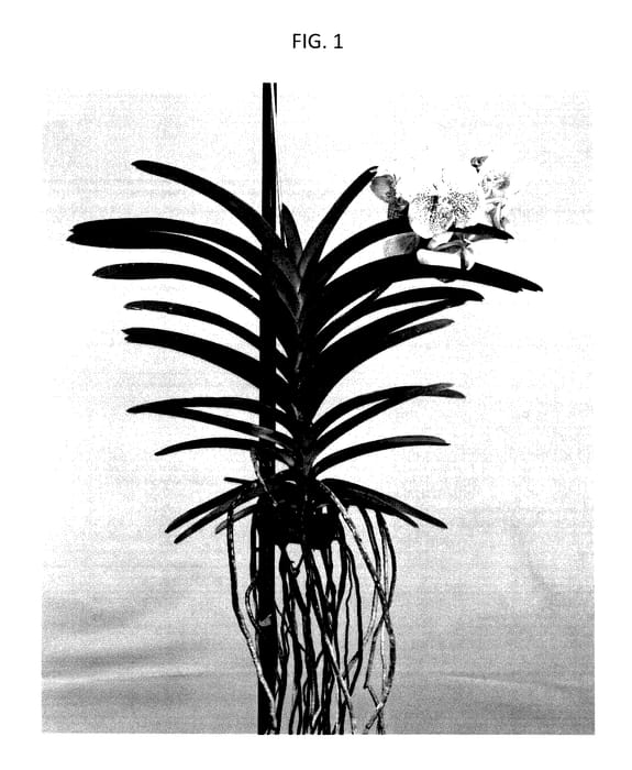 Figure 1 of US plant patent PP28184, the photograph of SPCDW1403 printed in the patent.