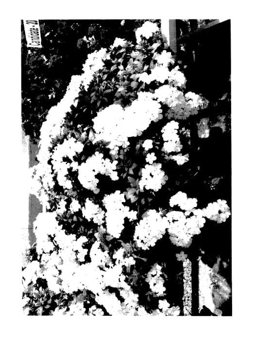 Figure 1 of US plant patent PP28185, the photograph of DPHLOX866 printed in the patent.