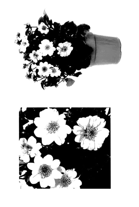 Figure 1 of US plant patent PP28186, the photograph of G13518 printed in the patent.