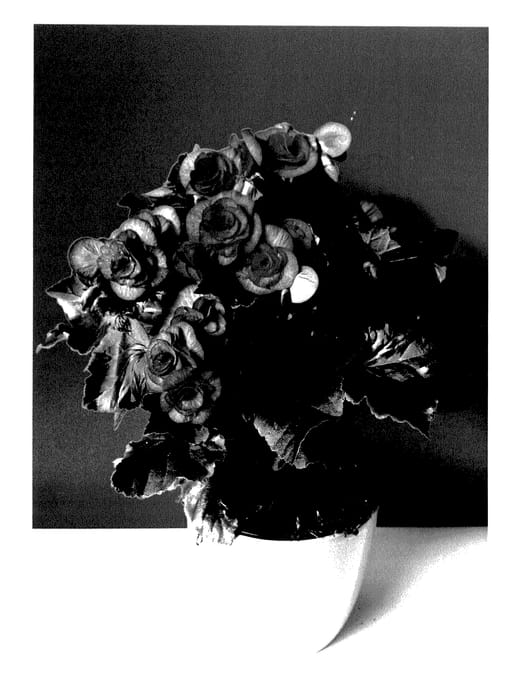 Figure 1 of US plant patent PP28187, the photograph of KRELECE01 printed in the patent.
