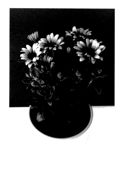 Figure 1 of US plant patent PP28188, the photograph of SUNOST1502 printed in the patent.