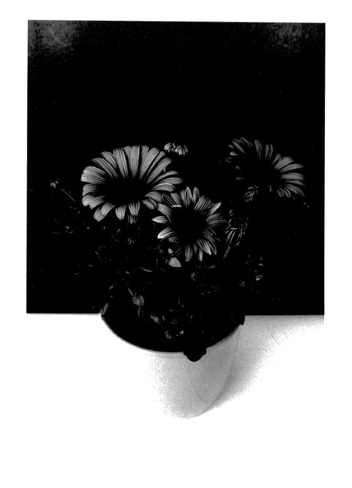 Figure 1 of US plant patent PP28189, the photograph of SUNOST1501 printed in the patent.