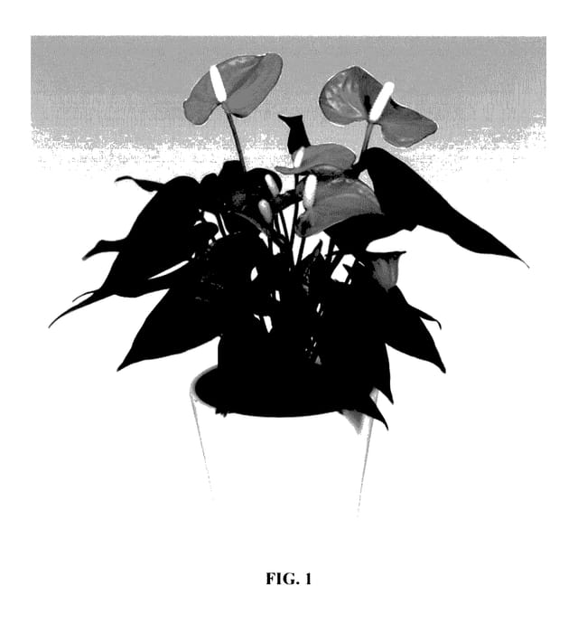 Figure 1 of US plant patent PP28190, the photograph of ANTHEQIBO printed in the patent.