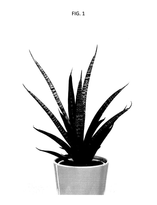 Figure 1 of US plant patent PP28191, the photograph of Supsan1402 printed in the patent.