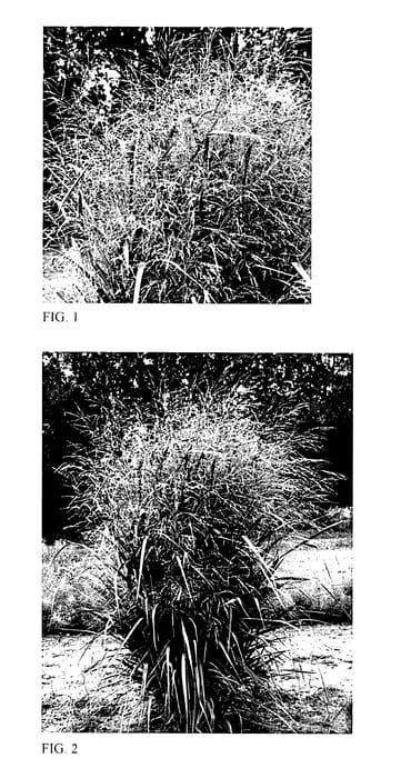 Figure 1 of US plant patent PP28192, the photograph of Blue Fountain printed in the patent.