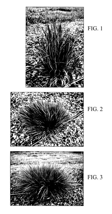 Figure 1 of US plant patent PP28193, the photograph of Good Vibrations printed in the patent.