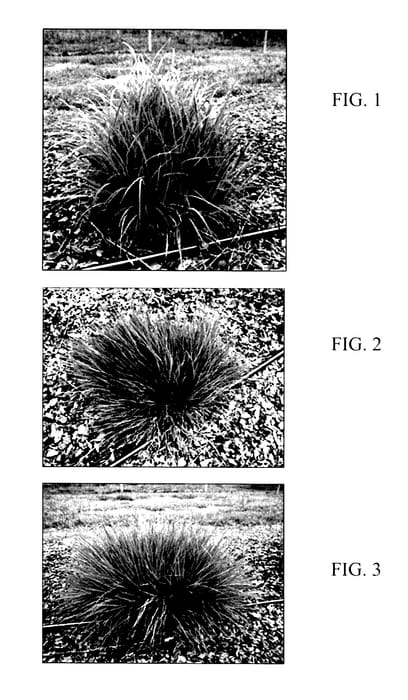 Figure 1 of US plant patent PP28194, the photograph of Cinnamon Girl printed in the patent.