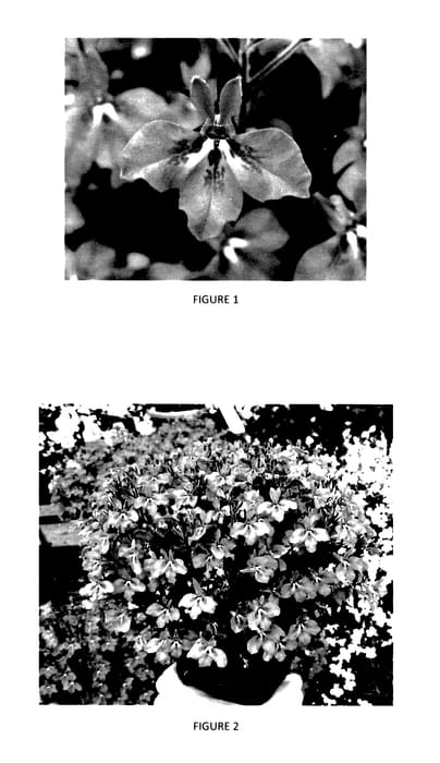 Figure 1 of US plant patent PP28195, the photograph of LOBZ0006 printed in the patent.