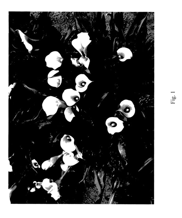 Figure 1 of US plant patent PP28196, the photograph of Fangio printed in the patent.