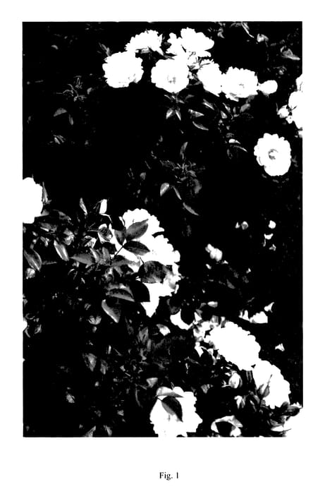 Figure 1 of US plant patent PP28197, the photograph of BOZMILLWIN printed in the patent.