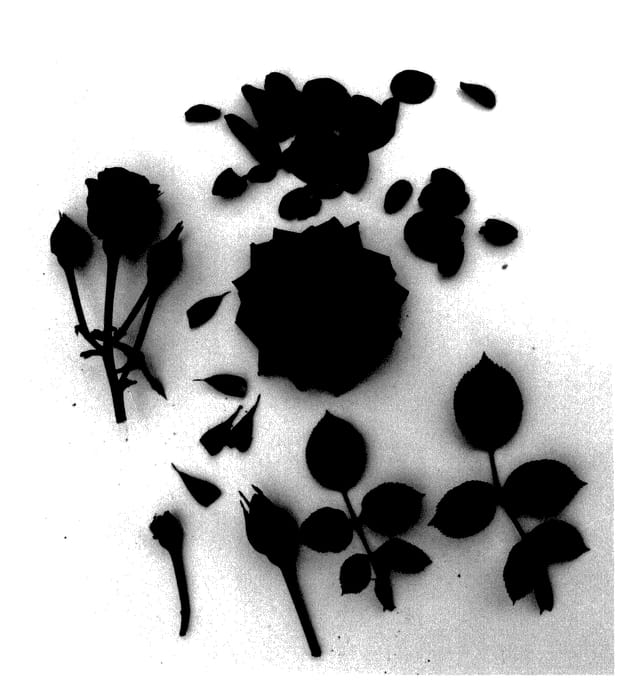 Figure 1 of US plant patent PP28198, the photograph of Poulpar088 printed in the patent.