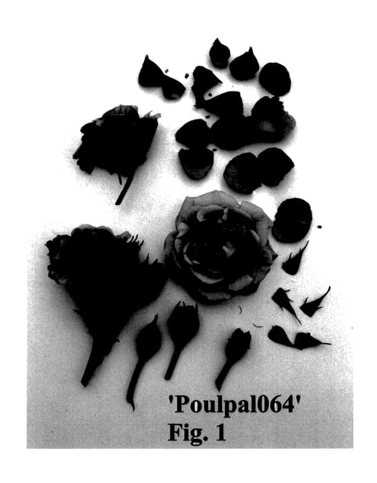 Figure 1 of US plant patent PP28199, the photograph of Poulpal064 printed in the patent.
