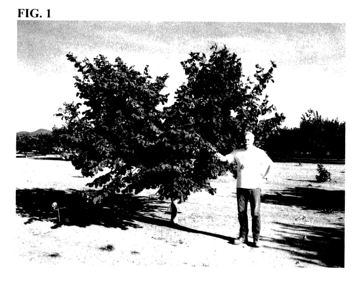 Figure 1 of US plant patent PP28200, the photograph of McDonald printed in the patent.