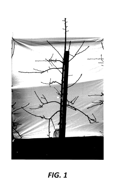 Figure 1 of US plant patent PP28201, the photograph of Y101 printed in the patent.