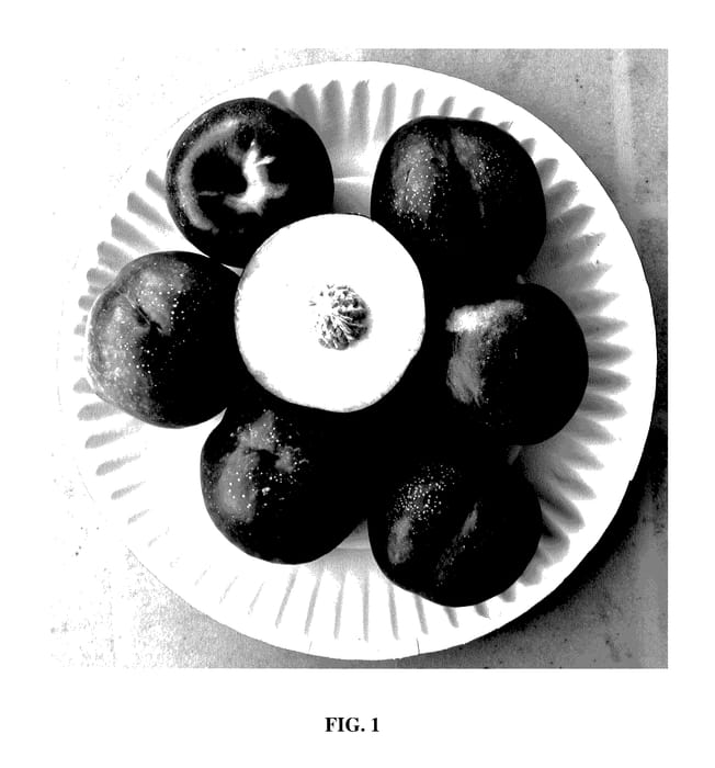Figure 1 of US plant patent PP28202, the photograph of Smooth Zest One printed in the patent.