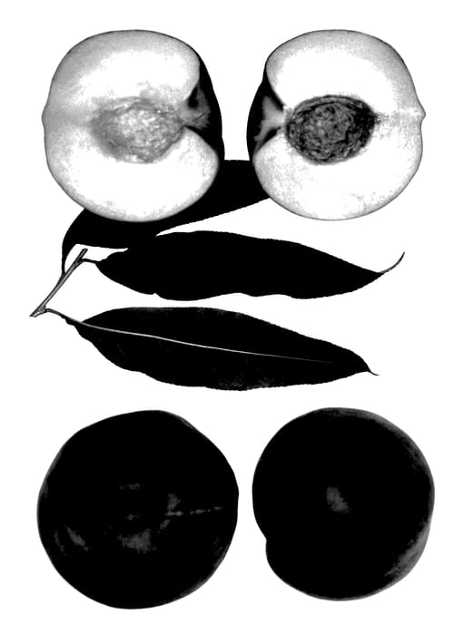Figure 1 of US plant patent PP28203, the photograph of Rich Pride printed in the patent.