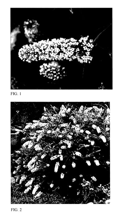 Figure 1 of US plant patent PP28204, the photograph of Little Angel printed in the patent.