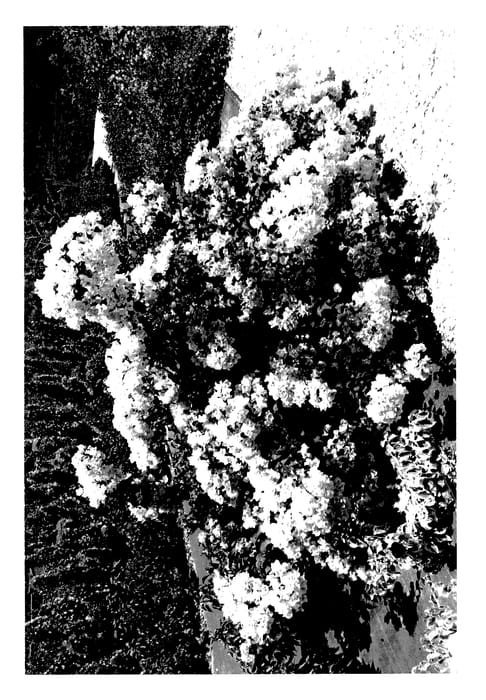 Figure 1 of US plant patent PP28205, the photograph of Vista3 printed in the patent.