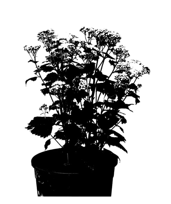 Figure 1 of US plant patent PP28206, the photograph of Allmelody printed in the patent.