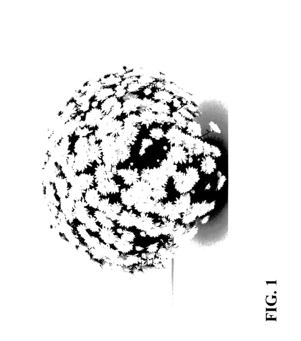 Figure 1 of US plant patent PP28207, the photograph of Zanmuriot printed in the patent.