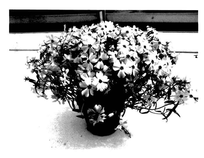 Figure 1 of US plant patent PP28208, the photograph of PHOZ0003 printed in the patent.