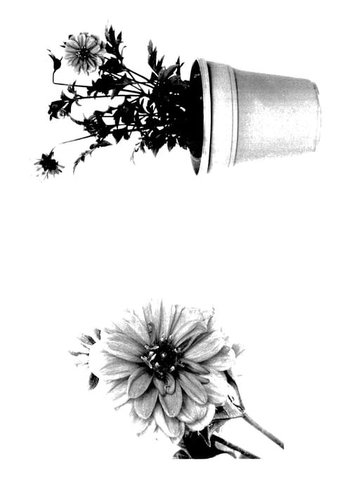 Figure 1 of US plant patent PP28209, the photograph of G13532 printed in the patent.