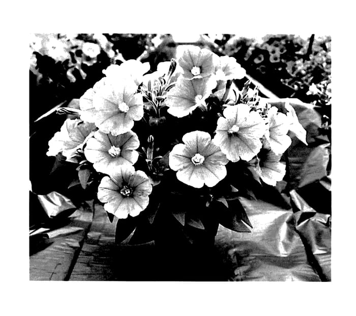 Figure 1 of US plant patent PP28210, the photograph of PEHY0006 printed in the patent.