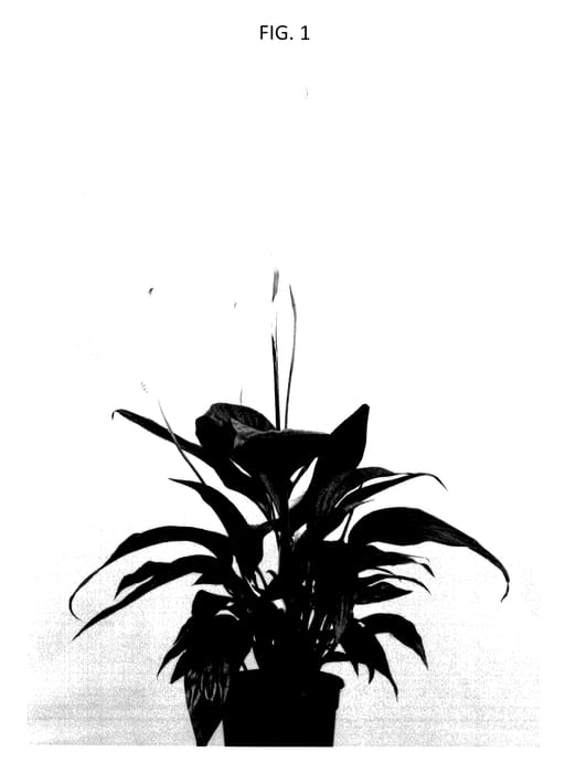 Figure 1 of US plant patent PP28211, the photograph of Sweet Gino printed in the patent.