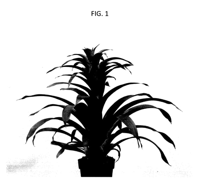 Figure 1 of US plant patent PP28212, the photograph of G9197 printed in the patent.