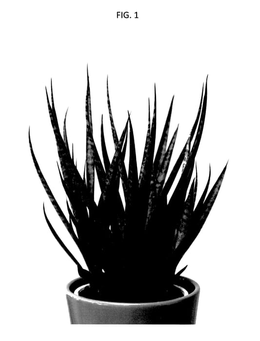 Figure 1 of US plant patent PP28213, the photograph of Supsan1401 printed in the patent.