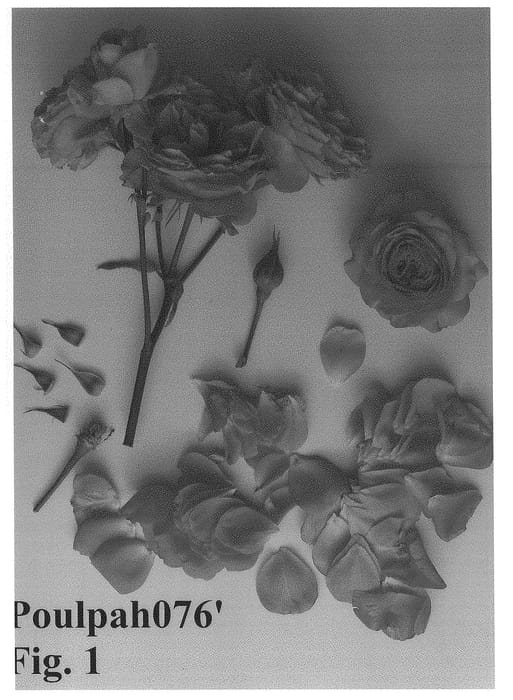 Figure 1 of US plant patent PP28214, the photograph of Poulpah076 printed in the patent.