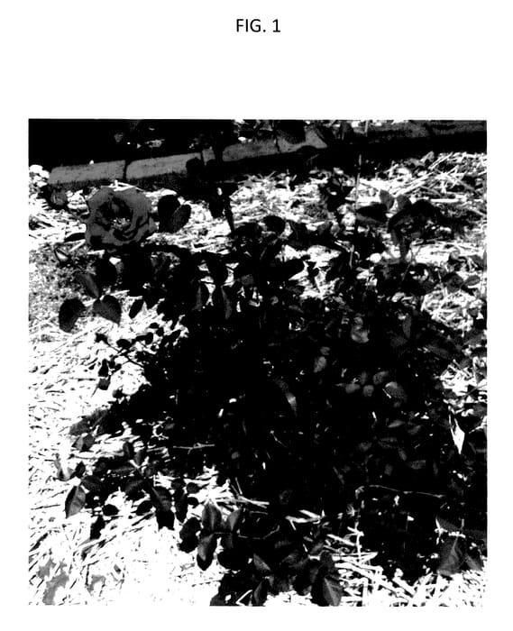 Figure 1 of US plant patent PP28215, the photograph of GRAred printed in the patent.