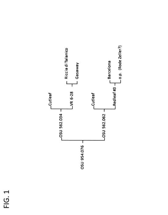 Figure 1 of US plant patent PP28216, the photograph of Burgundy Lace printed in the patent.