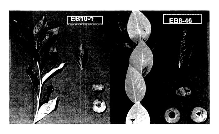 Figure 1 of US plant patent PP28217, the photograph of EB 10-1 printed in the patent.