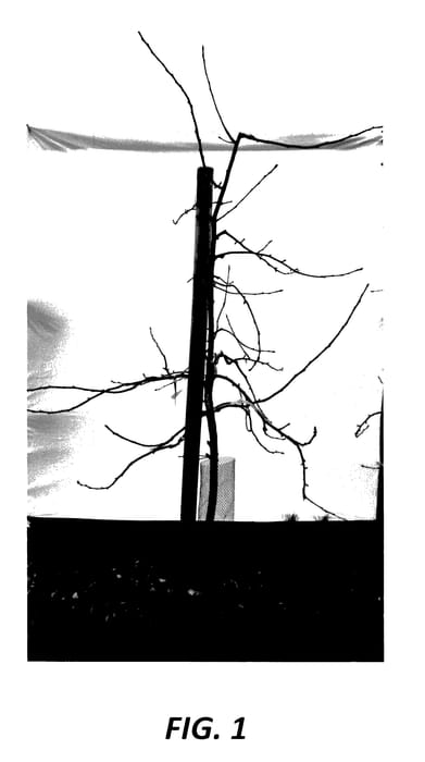 Figure 1 of US plant patent PP28218, the photograph of R201 printed in the patent.