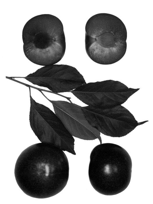 Figure 1 of US plant patent PP28219, the photograph of Flavor Baby printed in the patent.