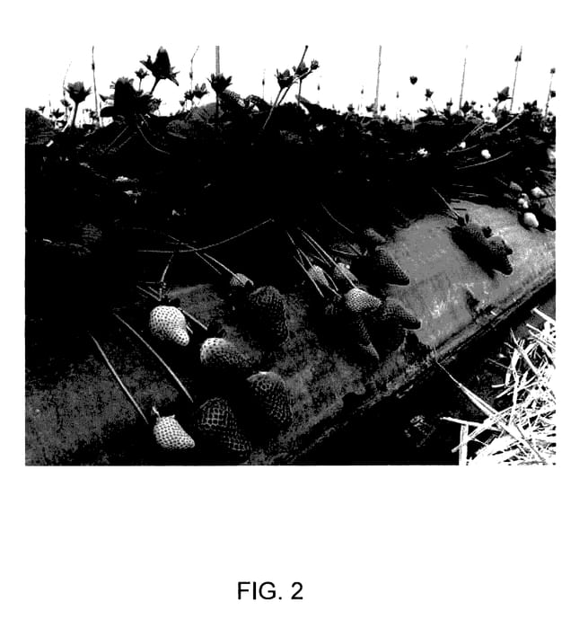 Figure 2 of US plant patent PP28220, the photograph of Charlene printed in the patent.