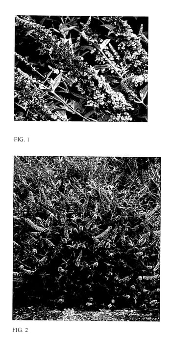 Figure 1 of US plant patent PP28221, the photograph of Lavender Cupcake printed in the patent.