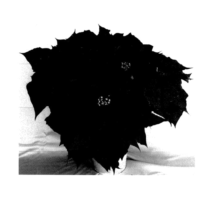 Figure 1 of US plant patent PP28222, the photograph of PER1360 printed in the patent.