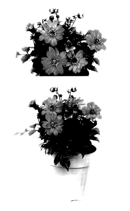 Figure 1 of US plant patent PP28223, the photograph of G13525 printed in the patent.