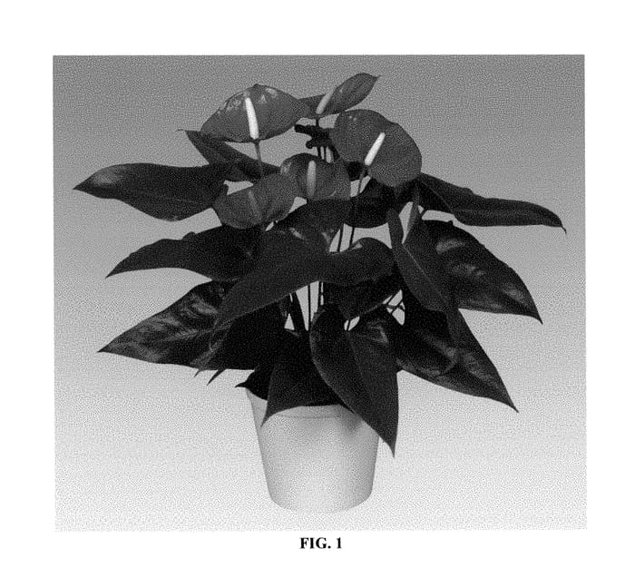 Figure 1 of US plant patent PP28224, the photograph of ANTHDASYM printed in the patent.
