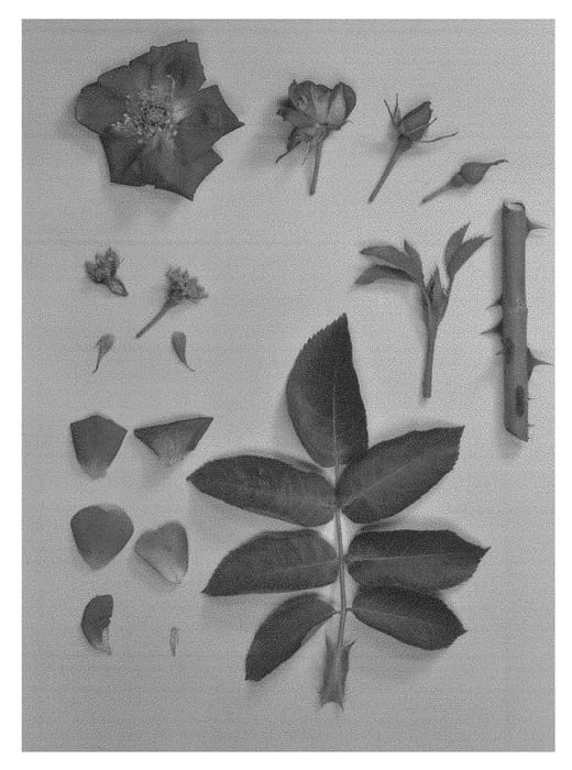 Figure 1 of US plant patent PP28225, the photograph of KORwedesi printed in the patent.