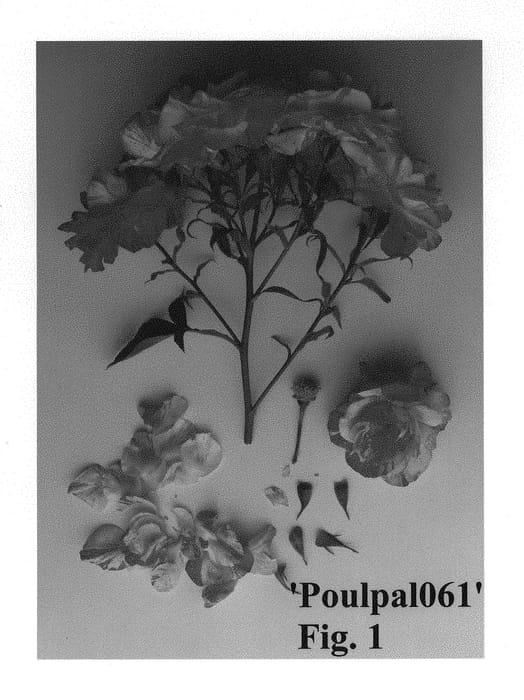 Figure 1 of US plant patent PP28226, the photograph of Poulpal061 printed in the patent.