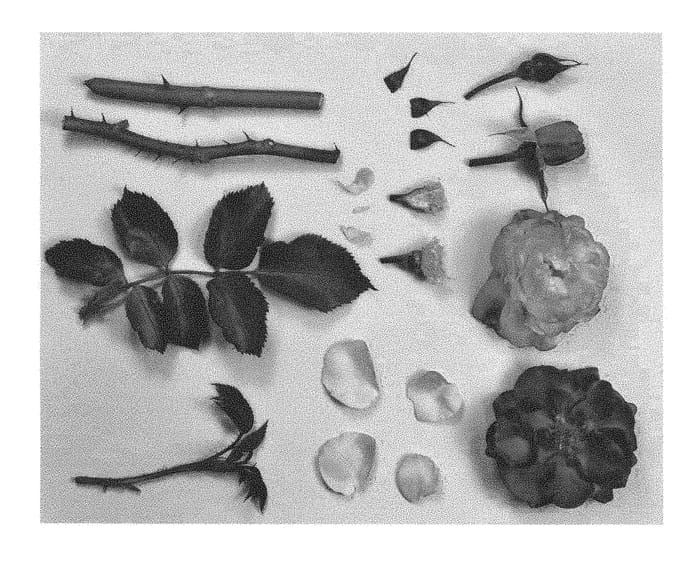 Figure 1 of US plant patent PP28227, the photograph of KORtragoso printed in the patent.