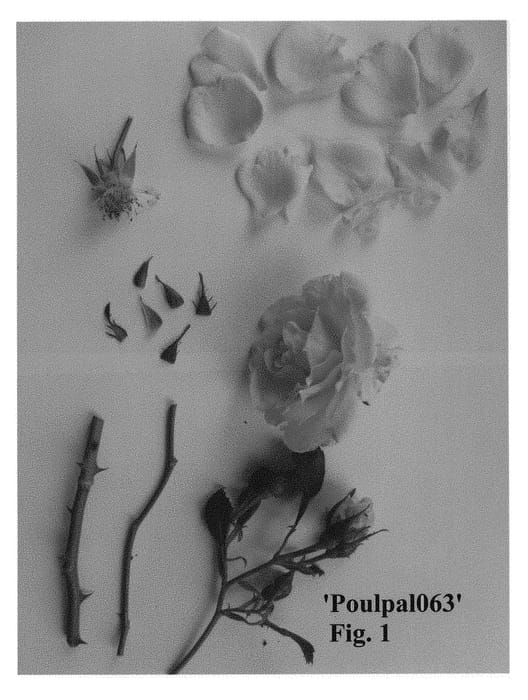 Figure 1 of US plant patent PP28228, the photograph of Poulpal063 printed in the patent.