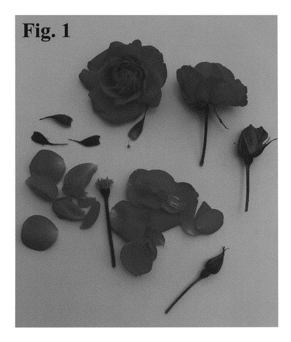 Figure 1 of US plant patent PP28229, the photograph of Poulcas049 printed in the patent.