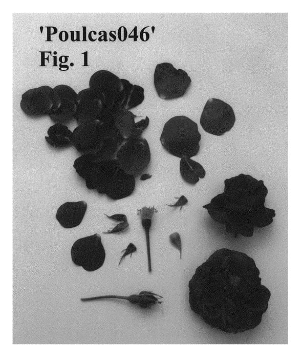 Figure 1 of US plant patent PP28230, the photograph of Poulcas046 printed in the patent.