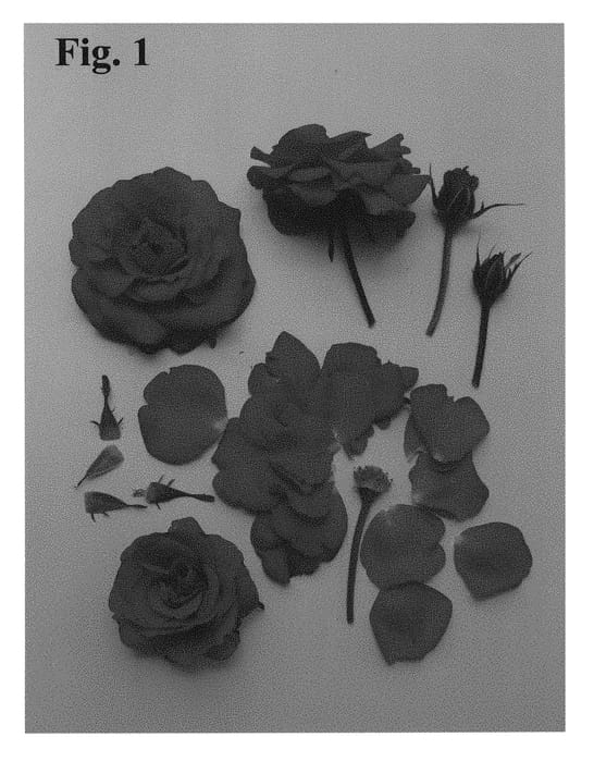 Figure 1 of US plant patent PP28231, the photograph of Poulcas045 printed in the patent.