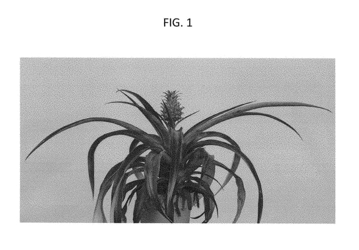Figure 1 of US plant patent PP28232, the photograph of Ananas plant named Duranas3 printed in the patent.